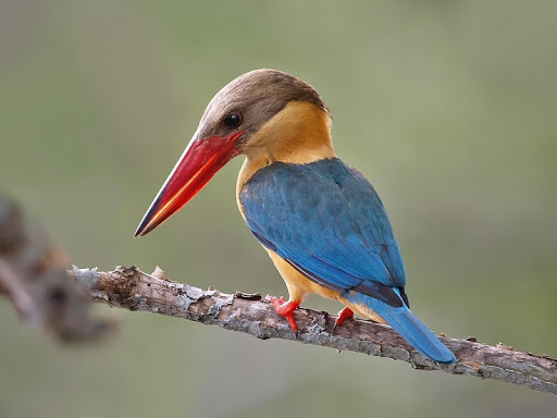 Stork-billed Kingfisher