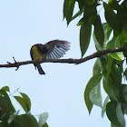 Brown-throated sunbird