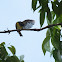 Brown-throated sunbird