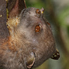 Eastern Tube-nosed Bat