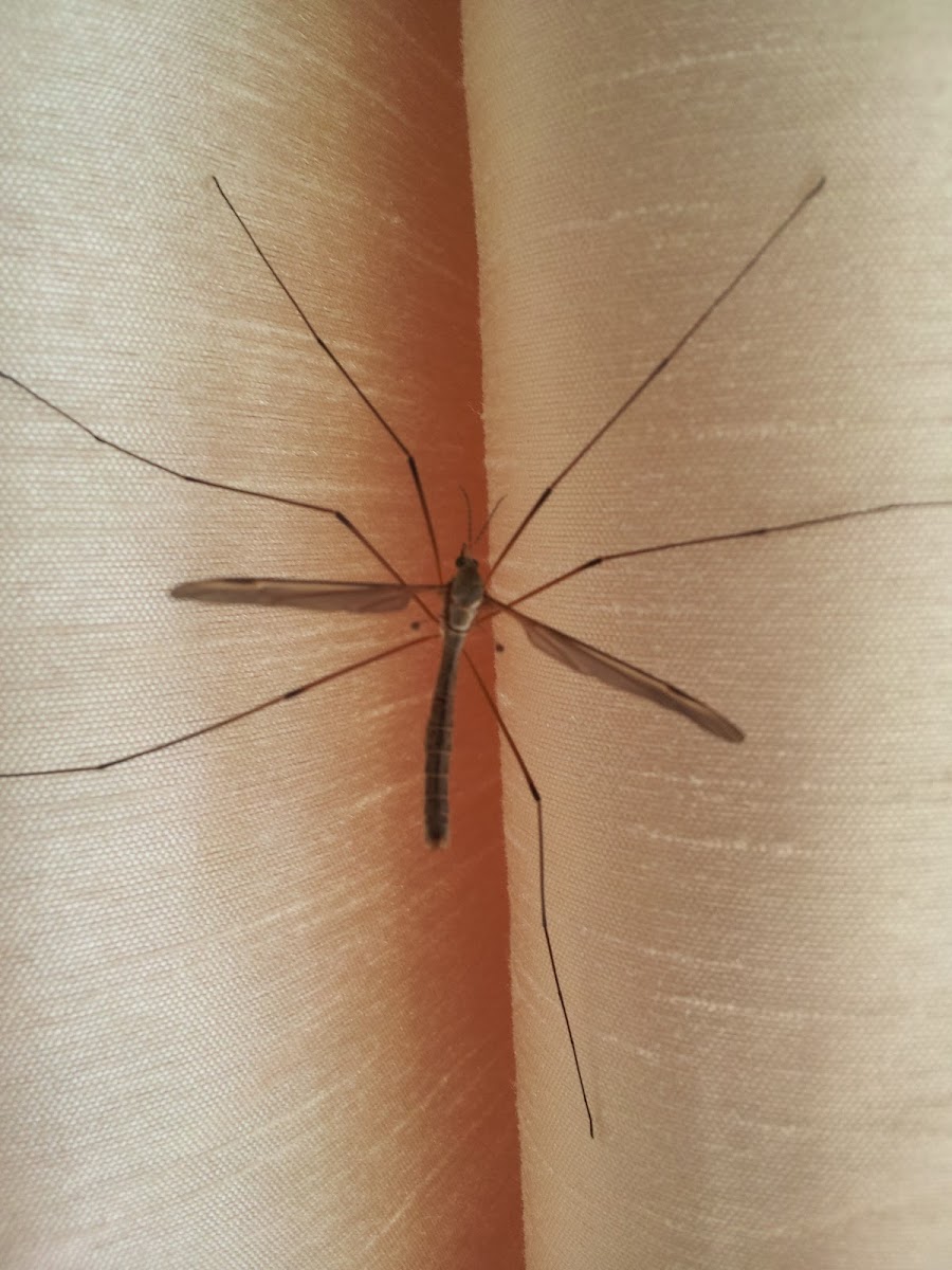 Cranefly