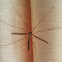 Cranefly