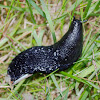 Black Slug