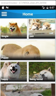 Shiba dog wallpaper(圖7)-速報App