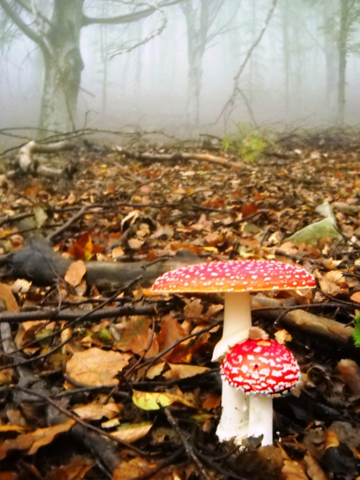 OTTOTTOBRE colori nella nebbia di alfonso gagliardi