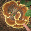 Dyers Polypore