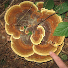 Dyers Polypore