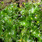 Liverwort