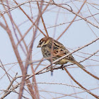 Spanish Sparrow