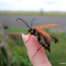 Biodiversity in Tempelhofer Feld