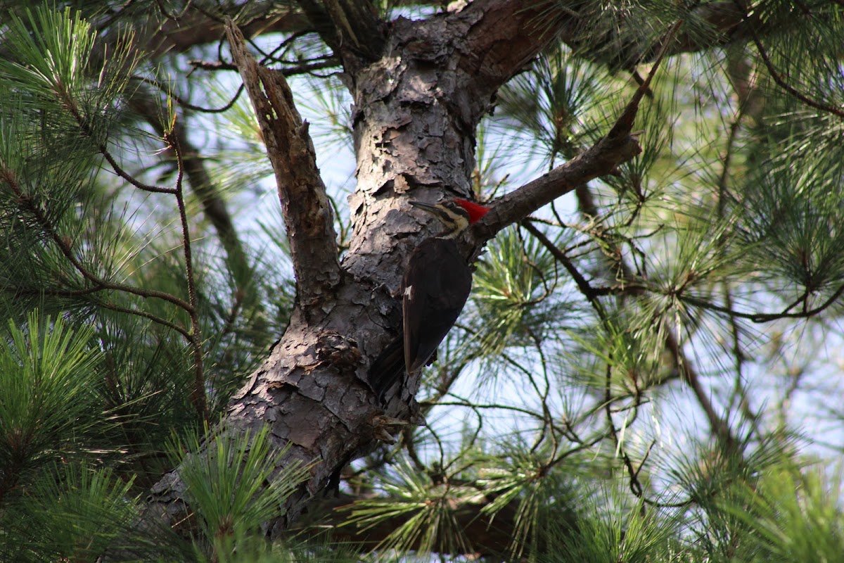 Pileated Woodpecker