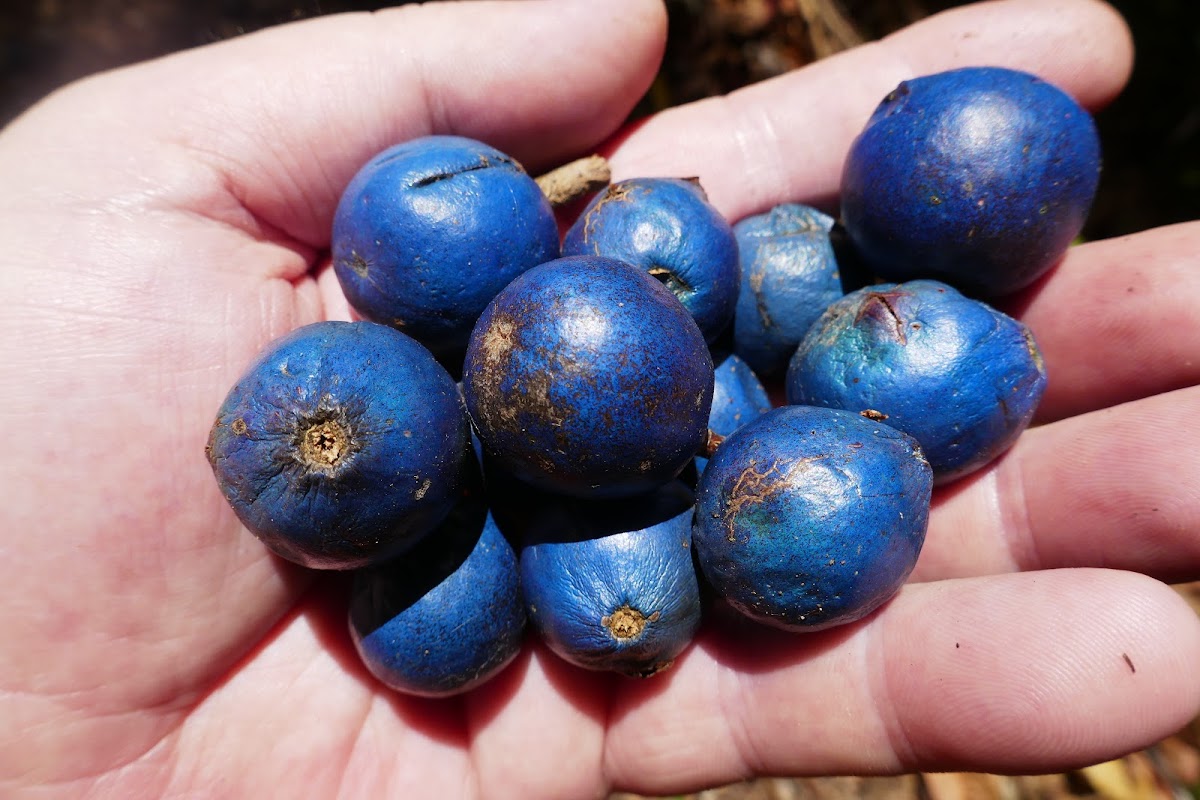 Blue Quandong (fruit)