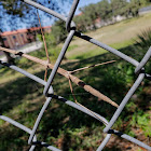 Western short-horned walking stick