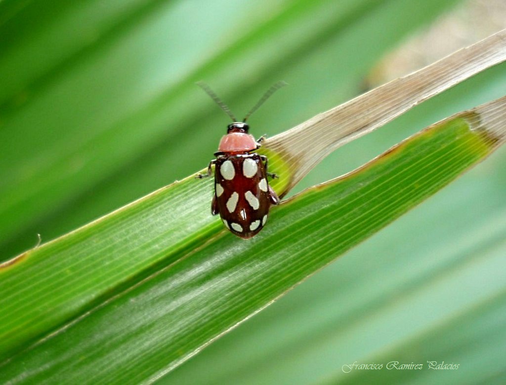 Spotted Flea Beetle