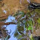 American Bullfrog