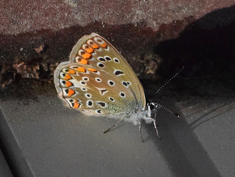 Common blue