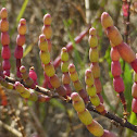 Virginia Glasswort