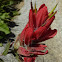 Indian Paintbrush