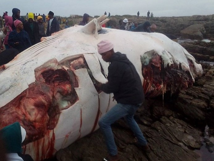 Members of the public appear to have removed sections of the whale meat to eat.