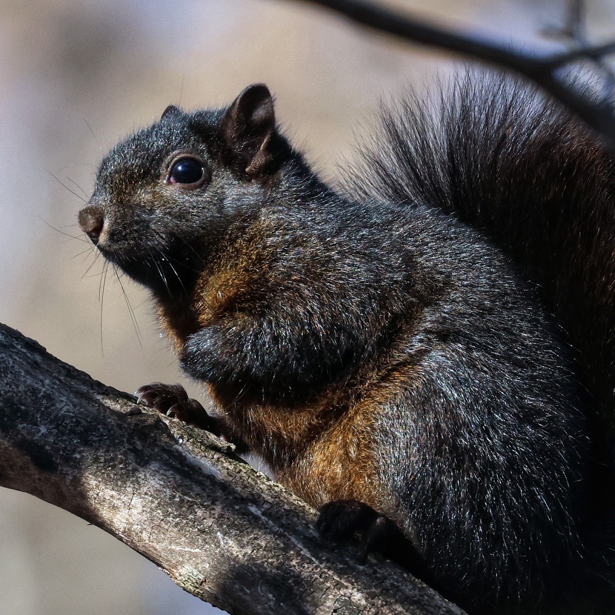 Squirrel (Black-morph)