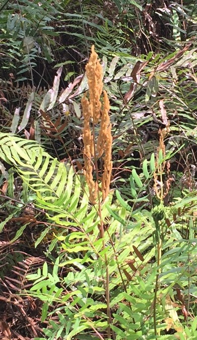 Royal Fern