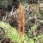 Royal Fern