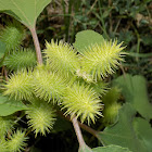 Common cocklebur