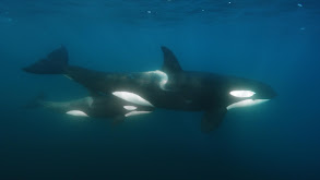 Orca thumbnail