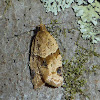 Garden Tortrix