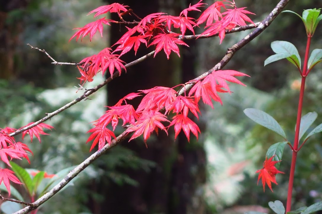 Red maple leaves.