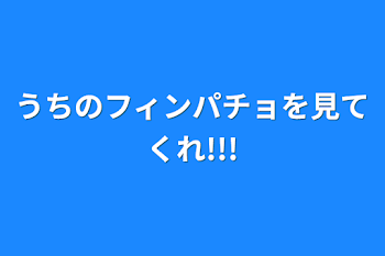 初投稿です!うちのフィンパチョを見てくれ!!!