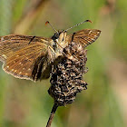 Dingy Skipper