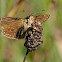 Dingy Skipper