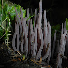 Purple Coral Fungus