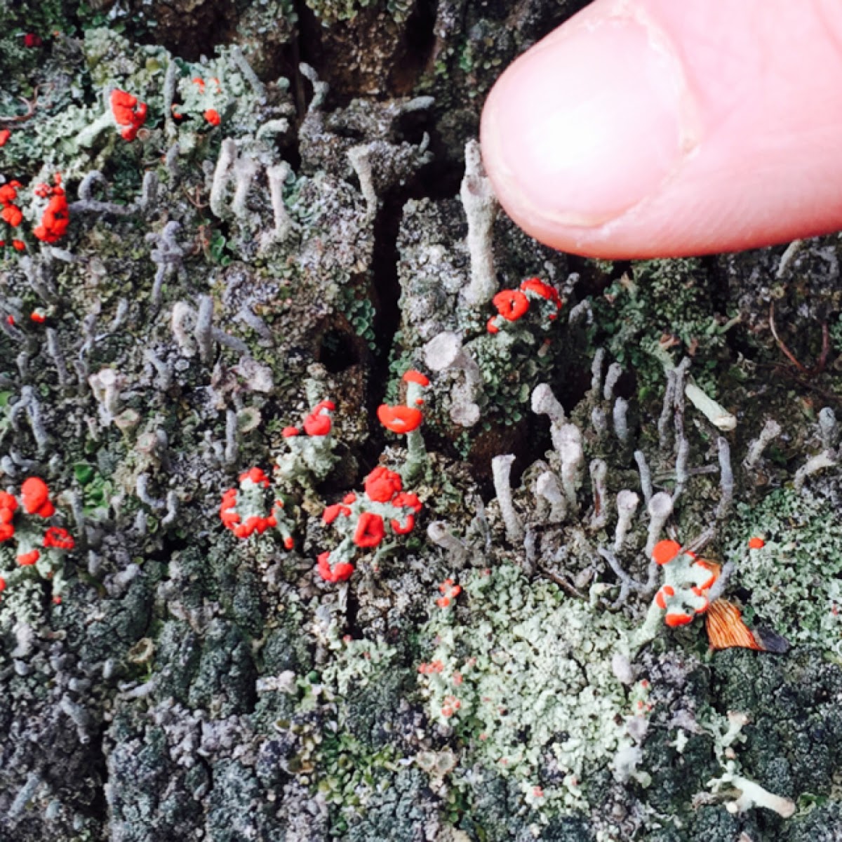 British Soldier Lichen