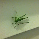 Northern bush katydid