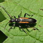 Flower Longhorn