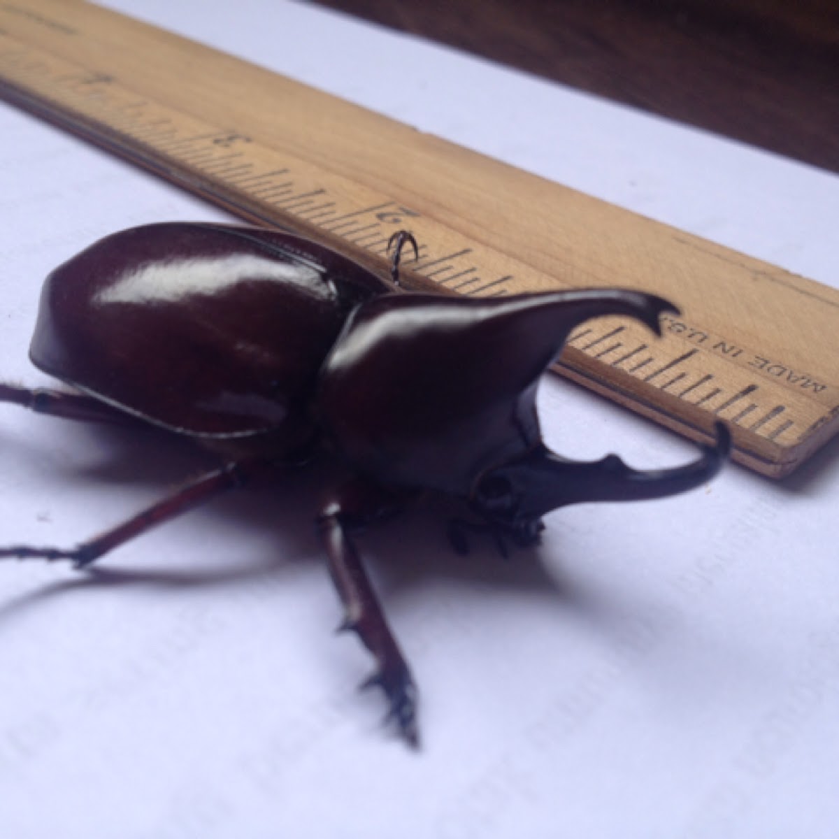 Siamese Rhinoceros Beetle