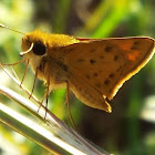 Fiery Skipper