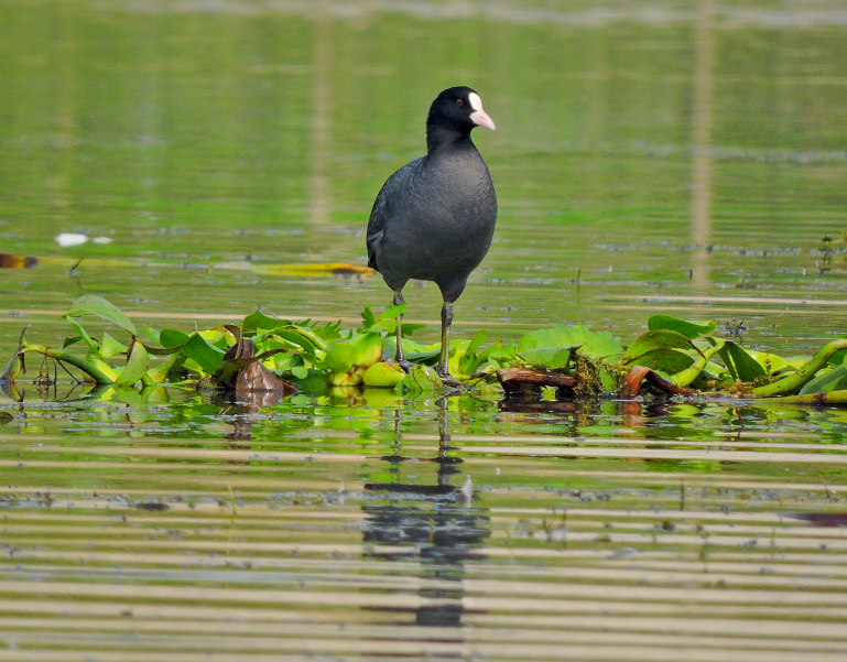 Eurasian coot