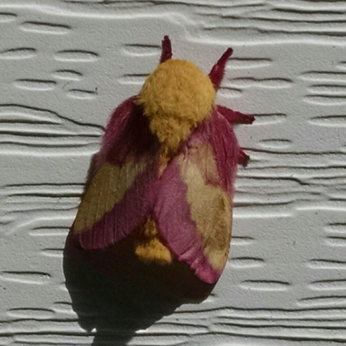 Rosy Maple Moth