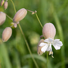 Unknown Wildflower