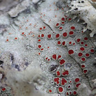 Bloodstain Lichen