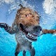 Download Dog Swimming Pool Race : Crazy animals water game For PC Windows and Mac 1.0