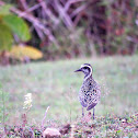 Pacific Golden Plover