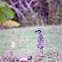 Pacific Golden Plover