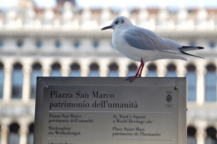 Patrimonio dell'umanità di Dario Marzanni