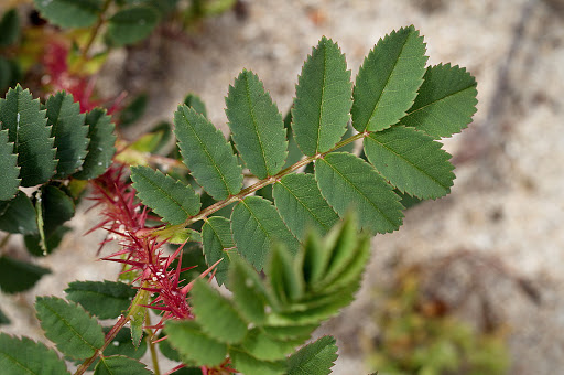 Rosa pimpinellifolia