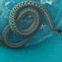 Northern Brown Snake