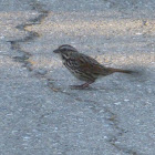 Song Sparrow